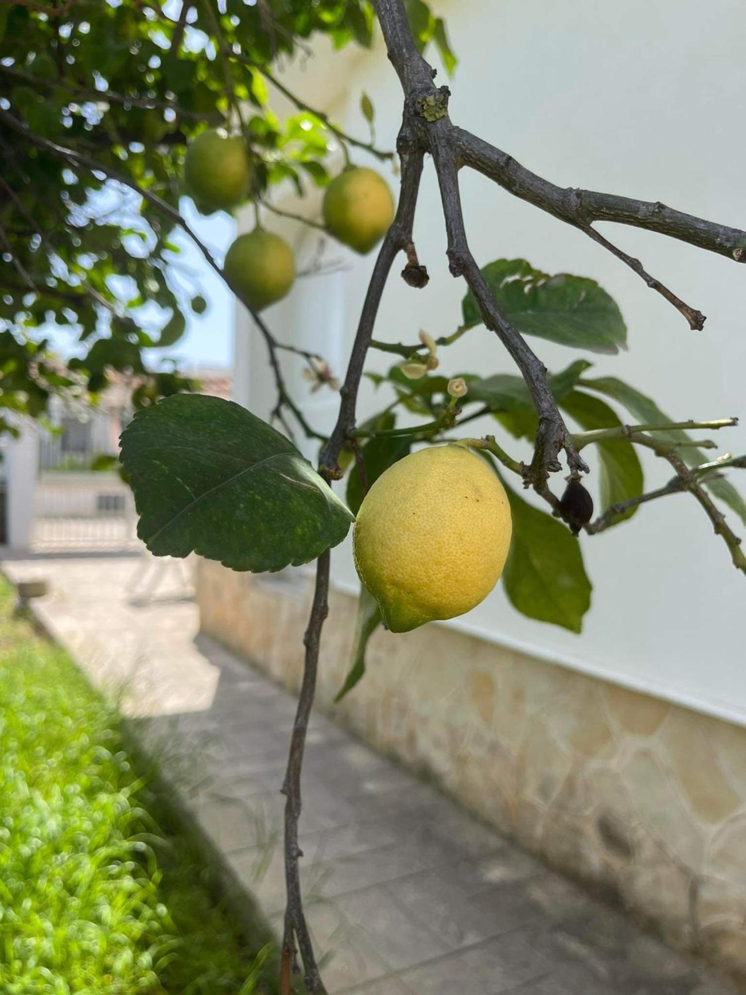 לפוראנו Il Cottage Di Wanda מראה חיצוני תמונה